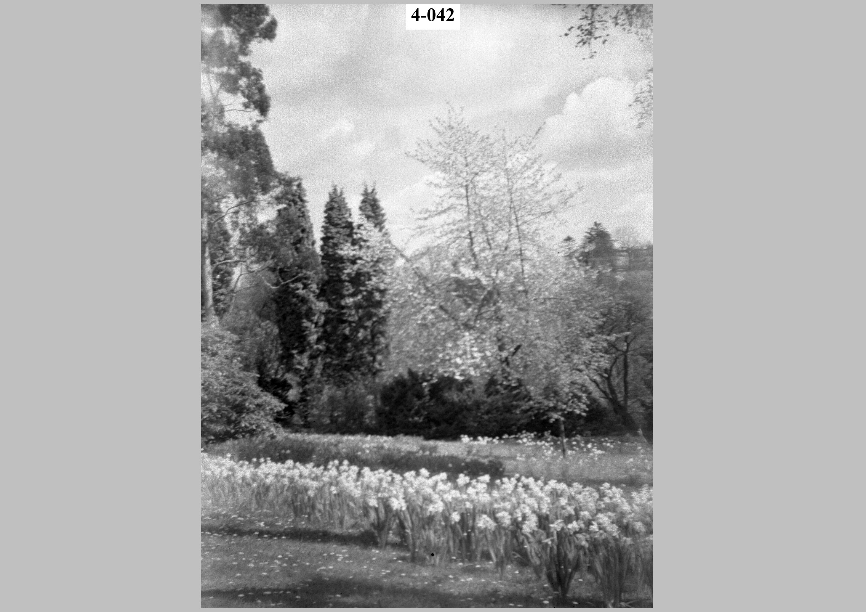 Daffodils.jpg