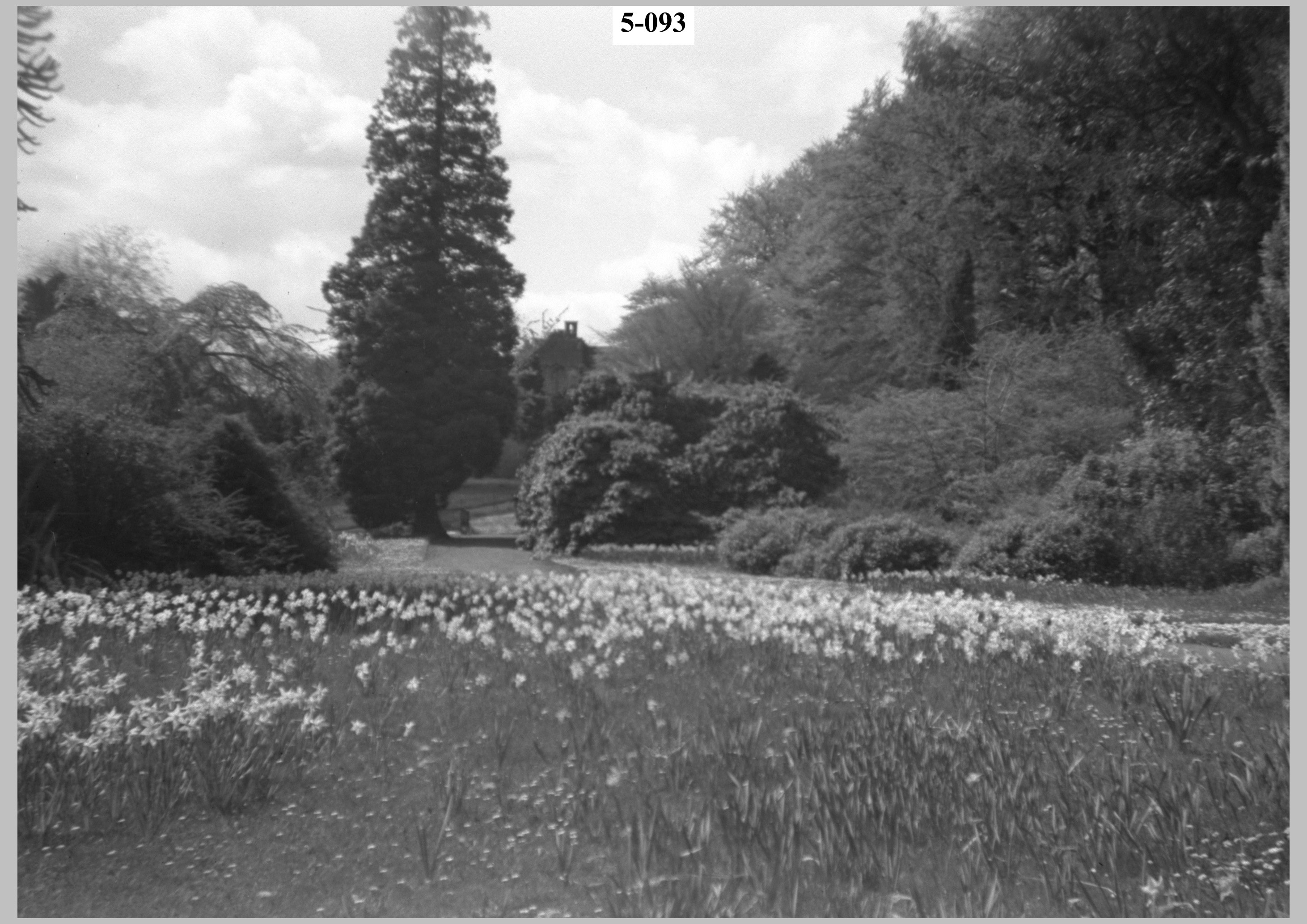 Daffodils2.jpg