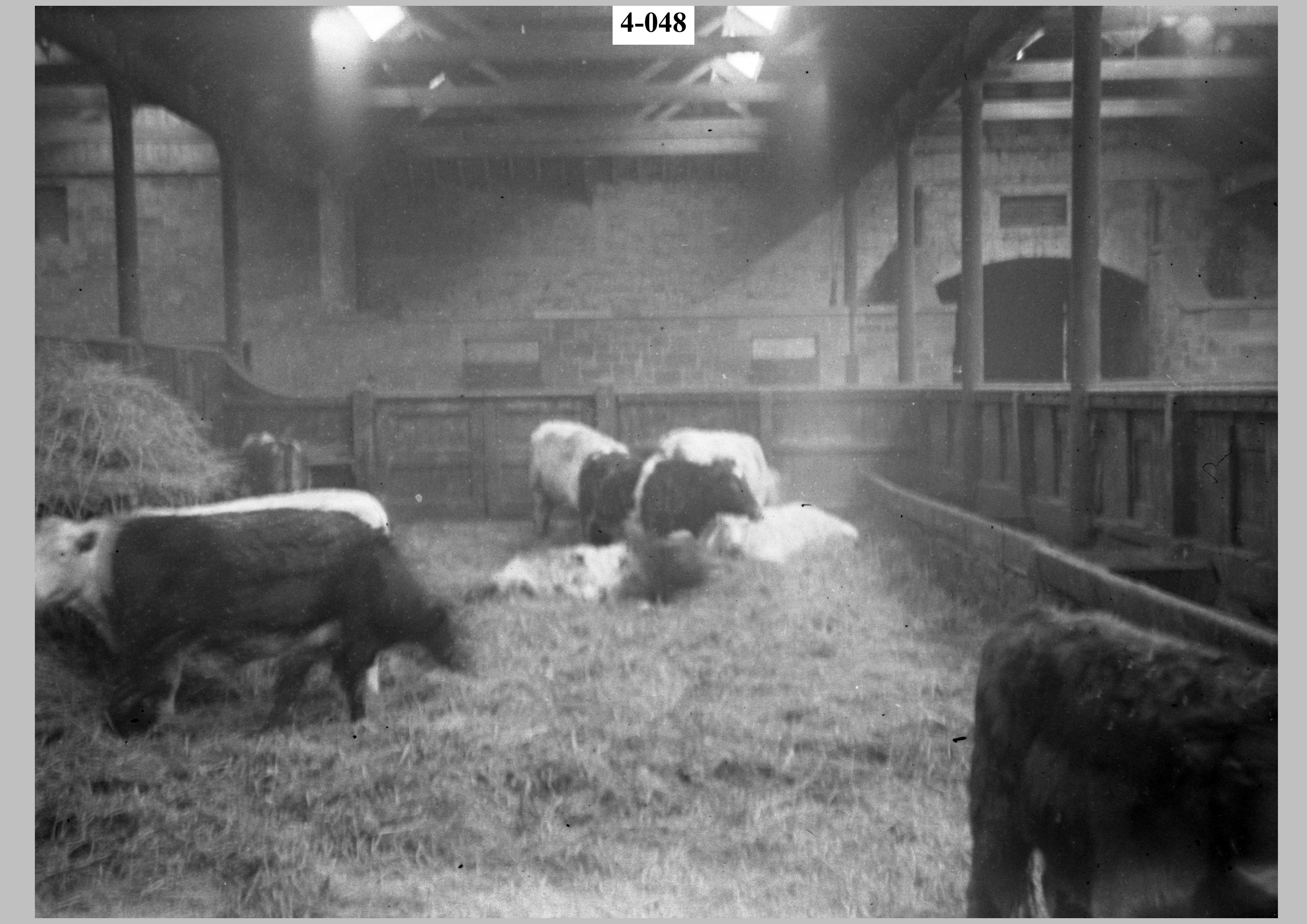 Estate's cattle.jpg