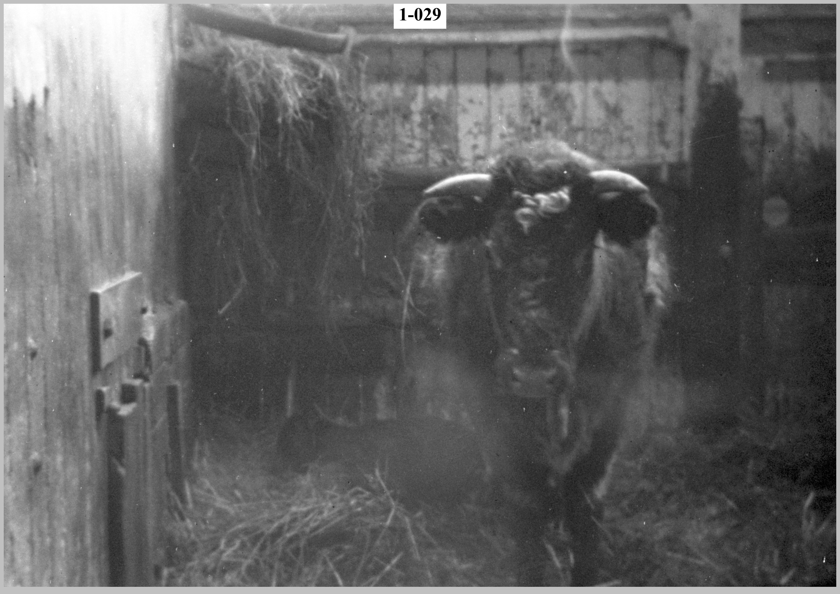 Estate's cattle2.jpg
