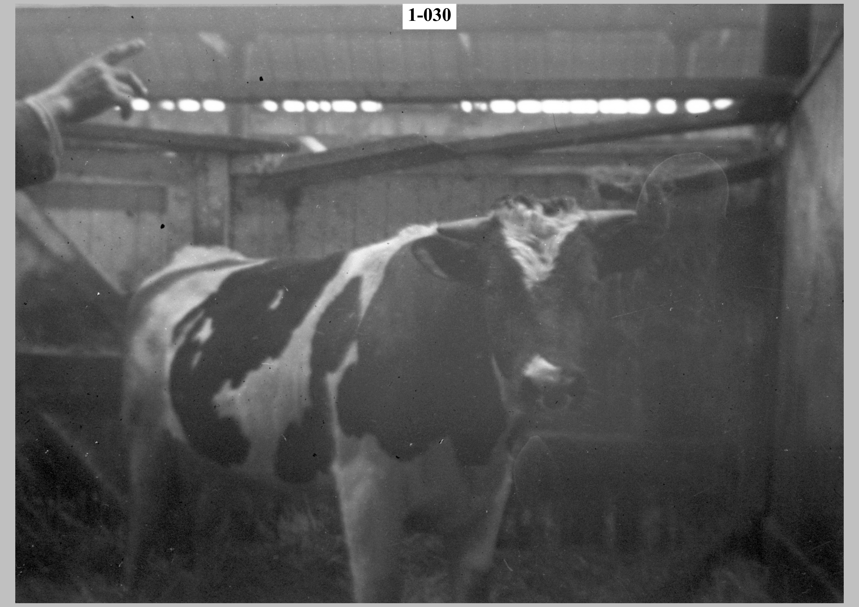 Estate's cattle3.jpg