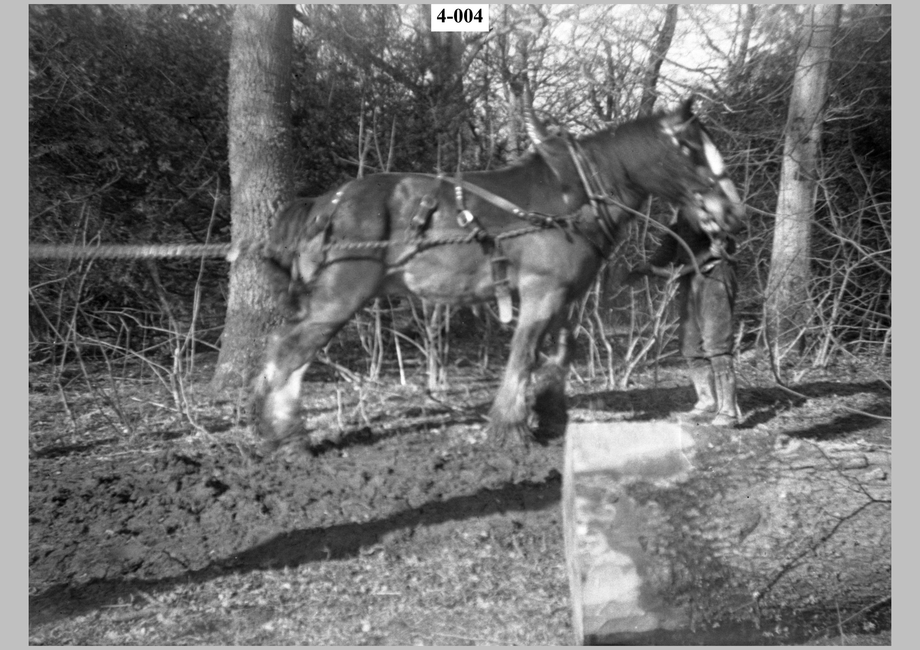 Moving felled timber. Horse.jpg