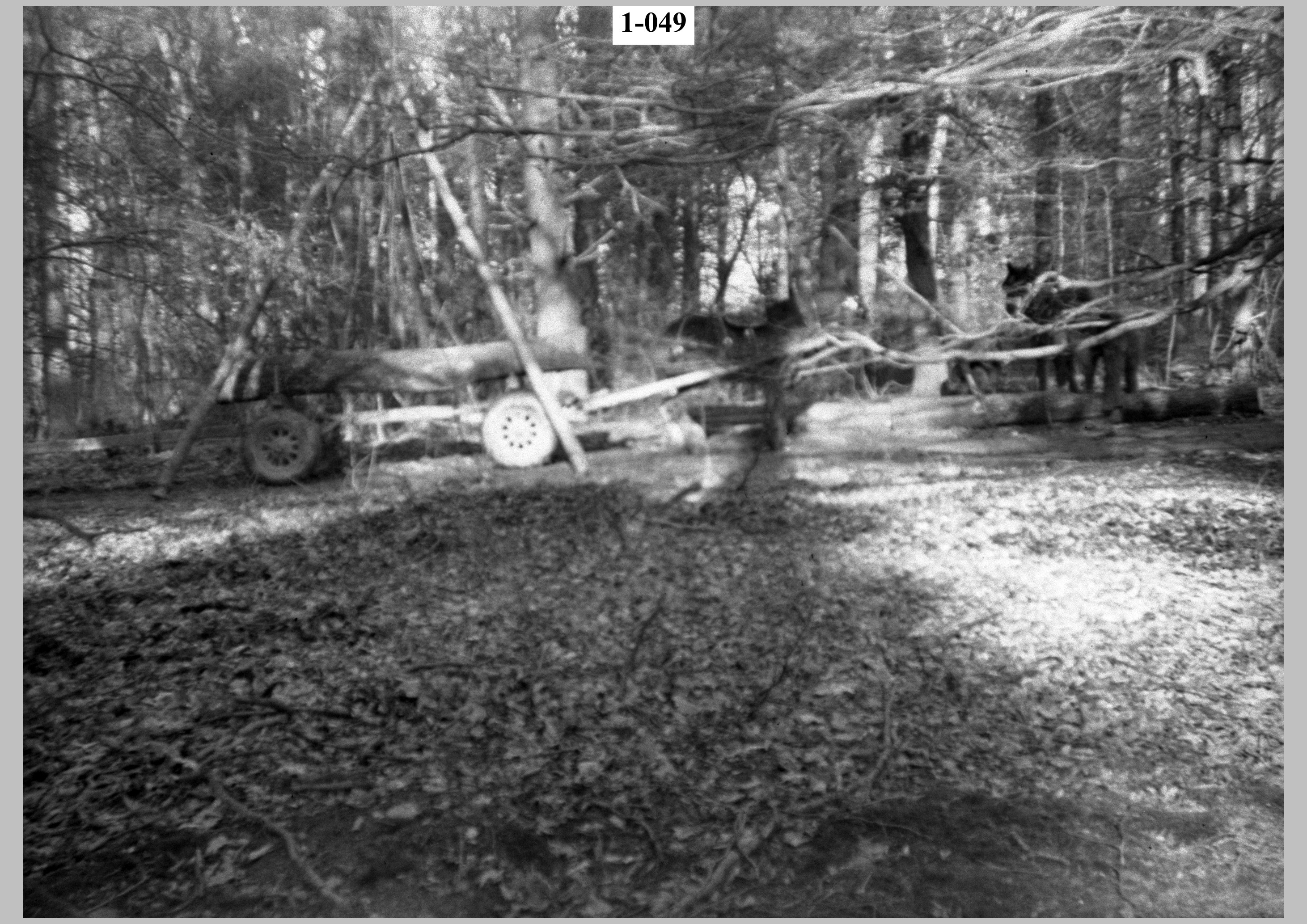 Moving felled timber1.jpg