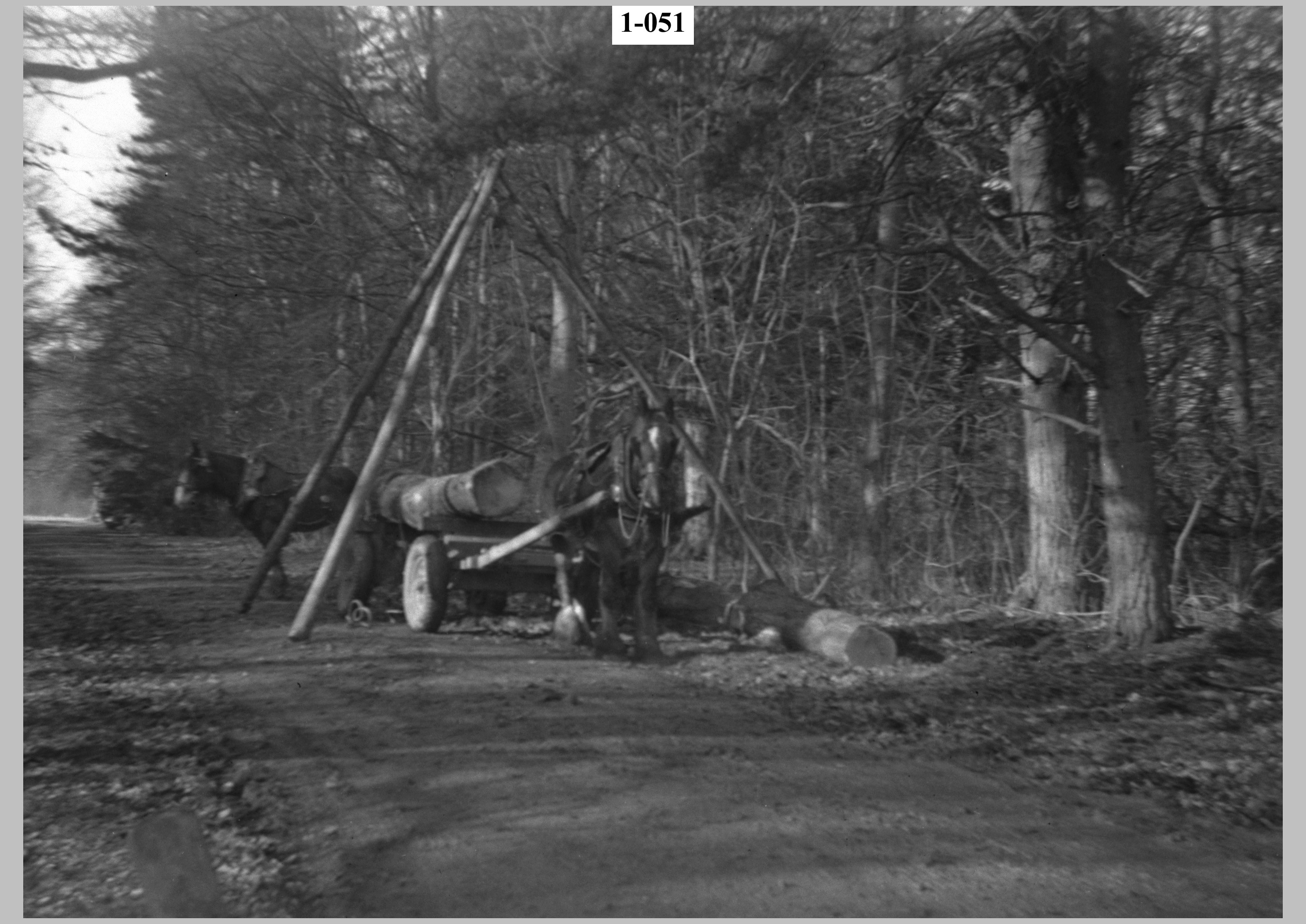 Moving felled timber2.jpg