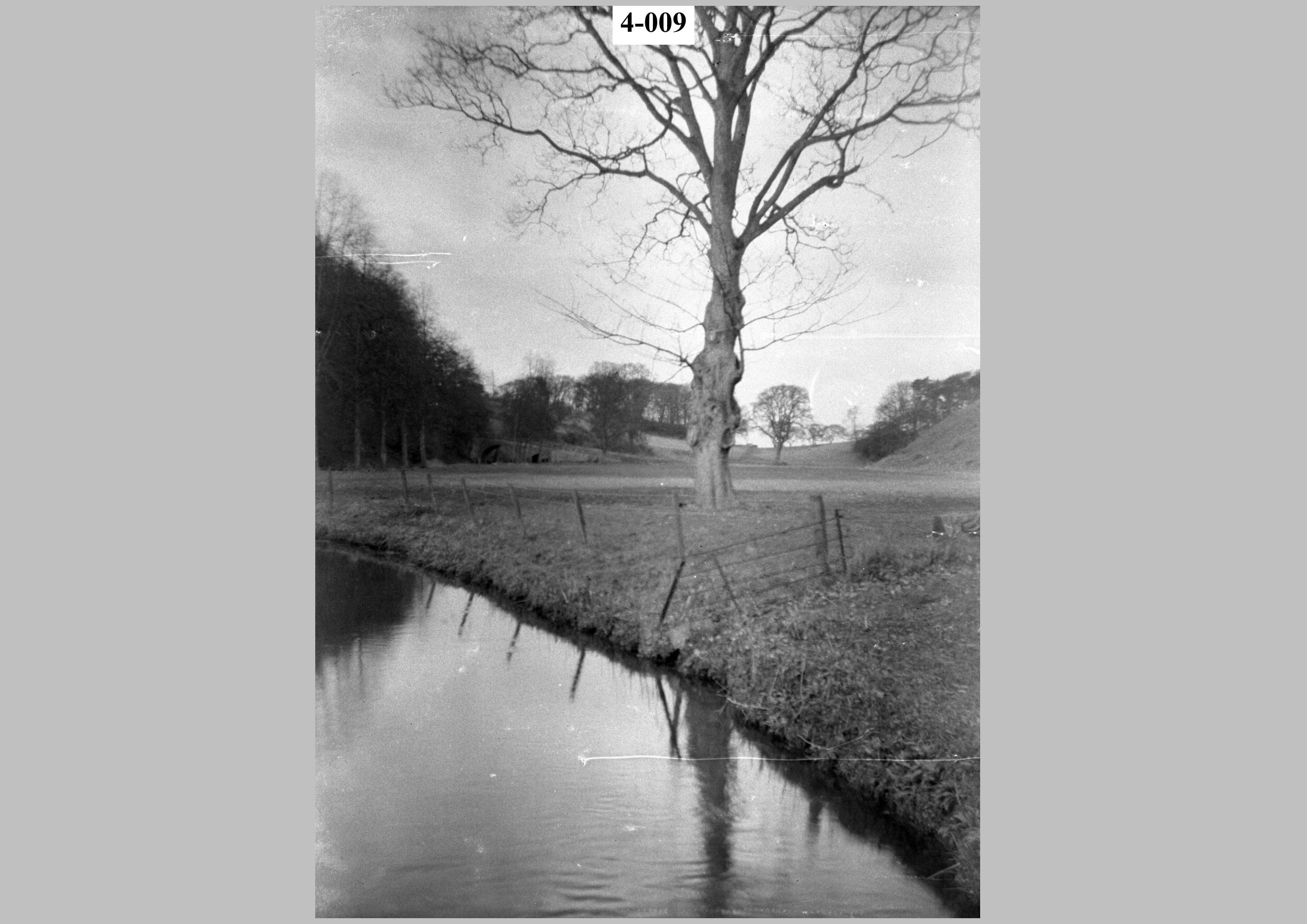 Stream & tree.jpg