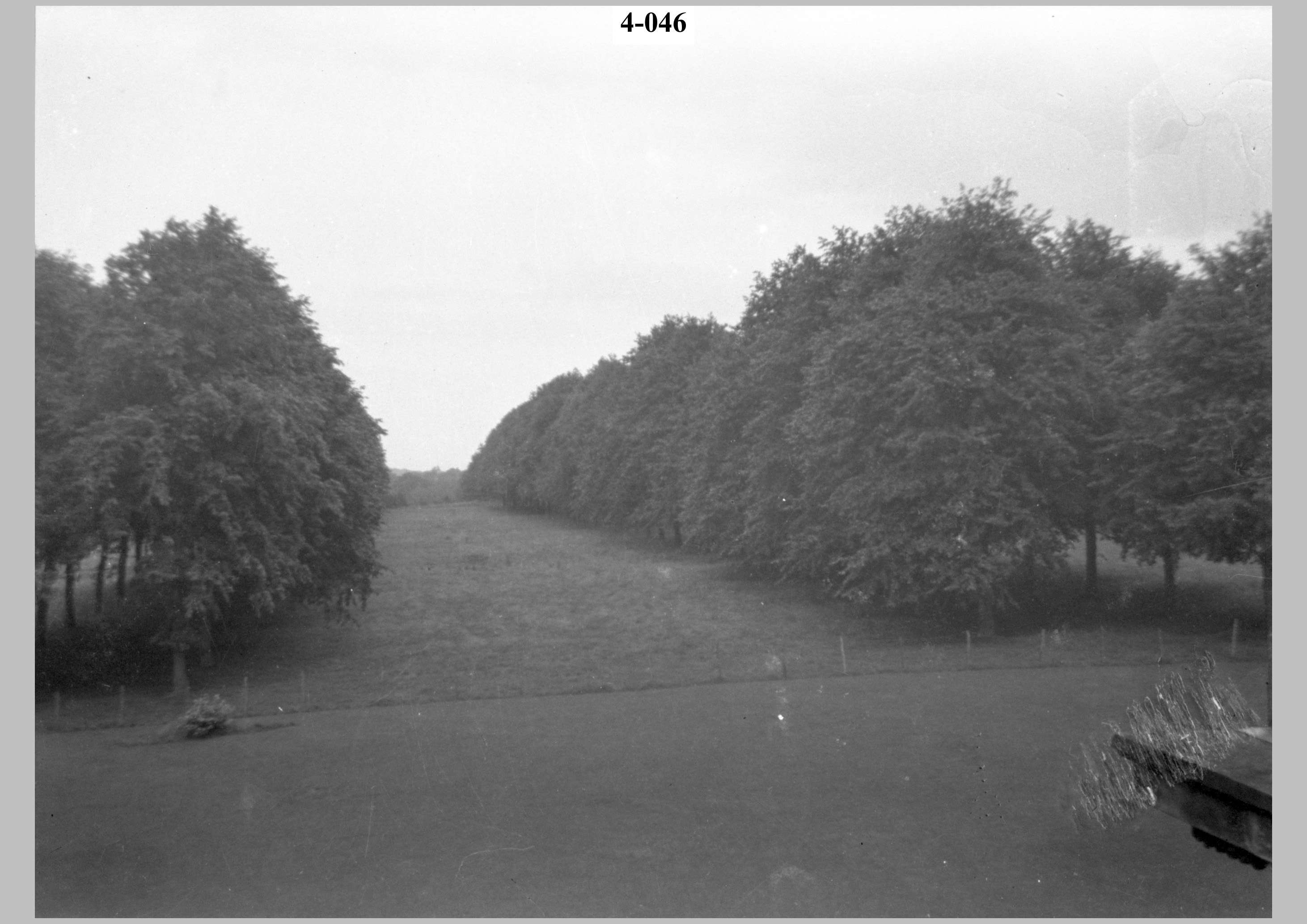 View between lines of trees.jpg