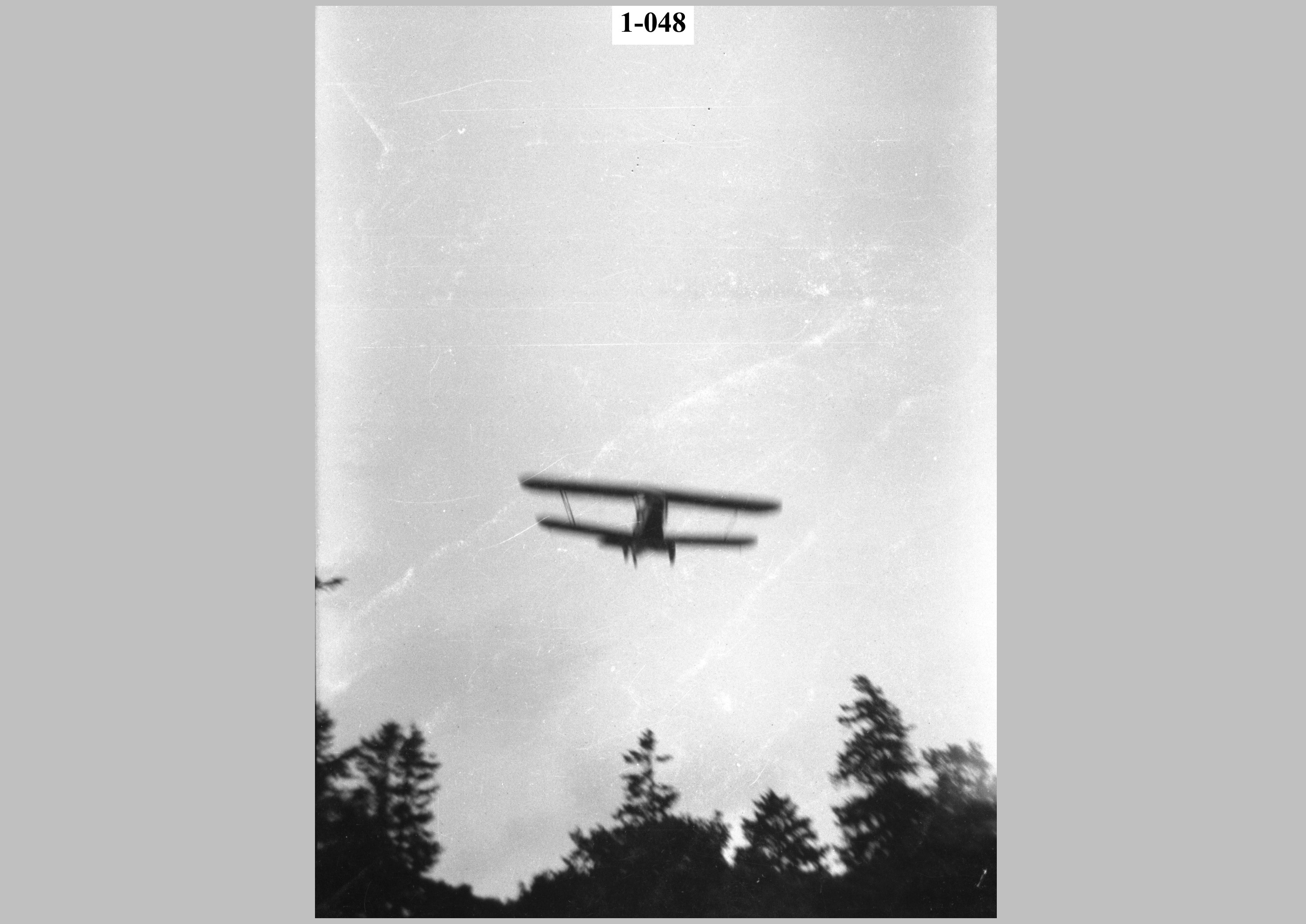 Audax over the trees.jpg