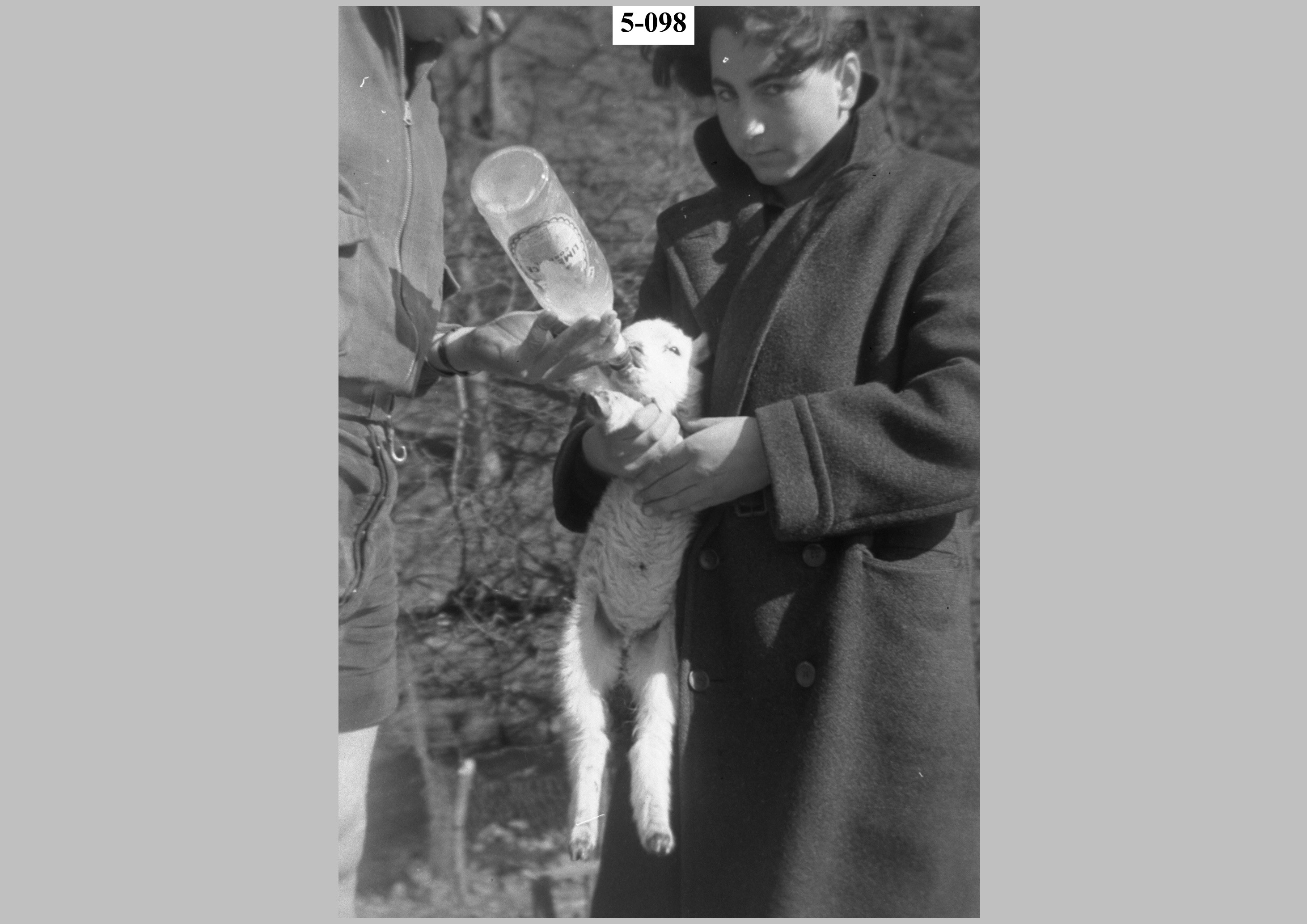 Boy feeding a lamb.jpg