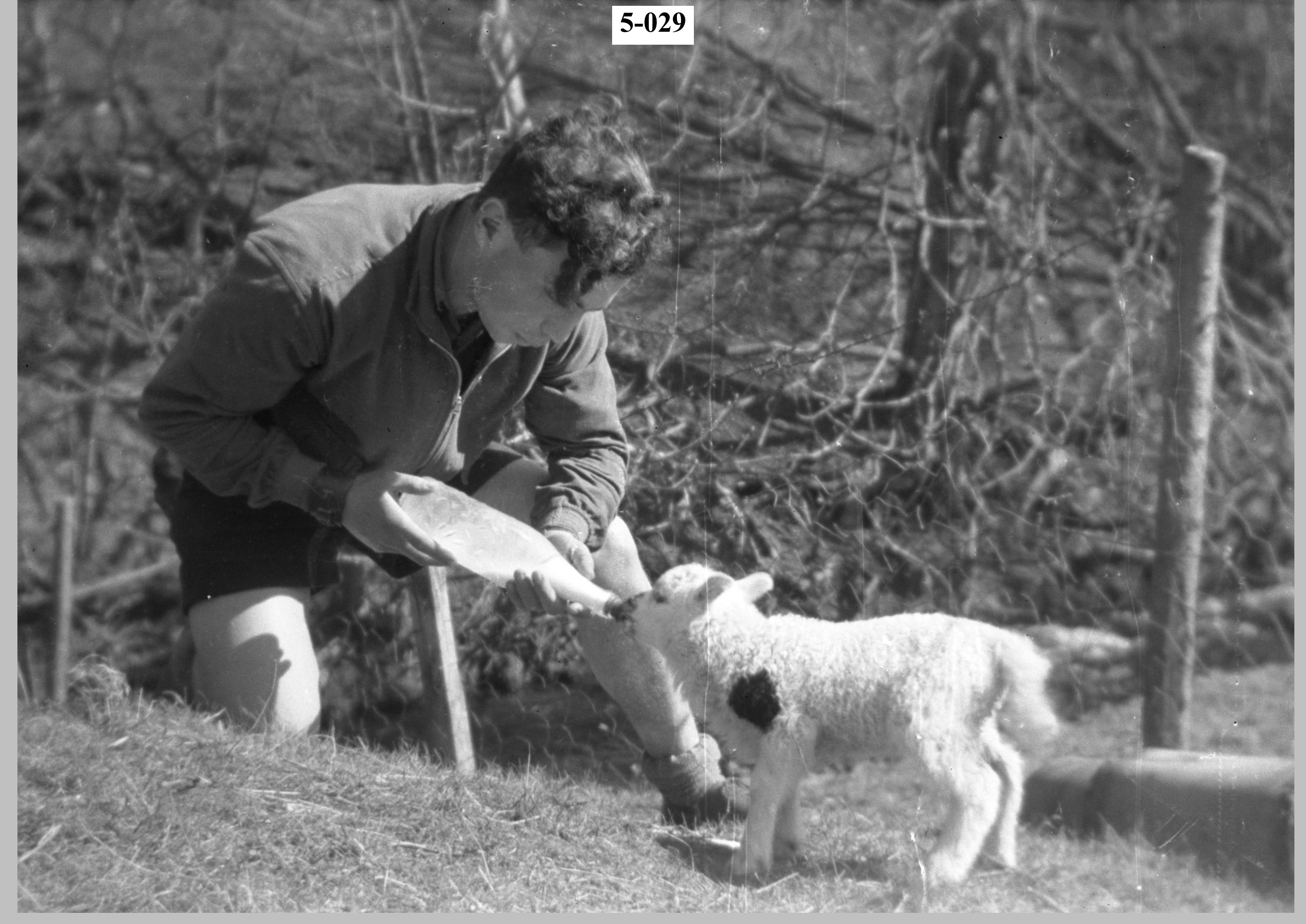 Boy feeding a lamb3.jpg