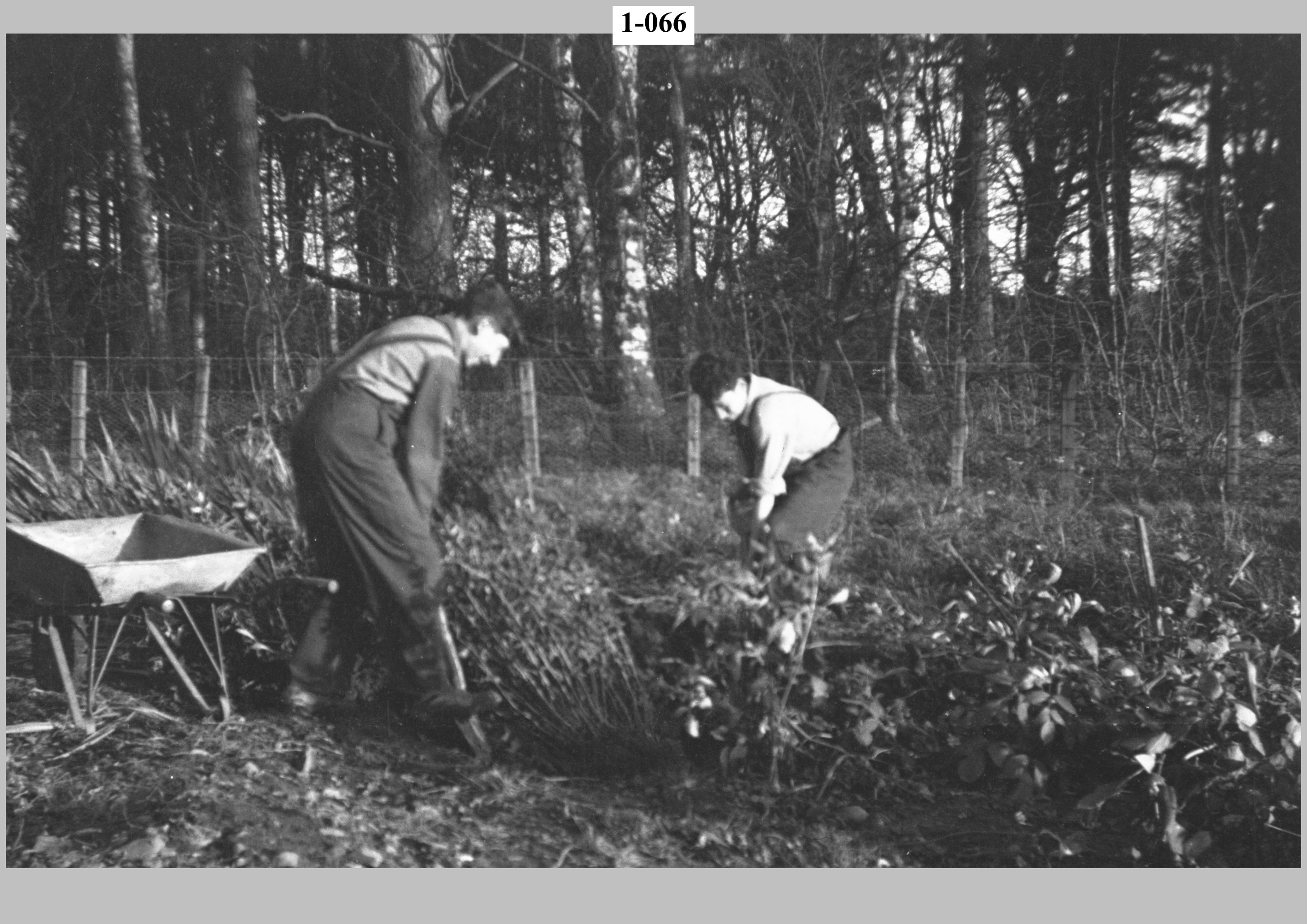 Boys clearing field.jpg