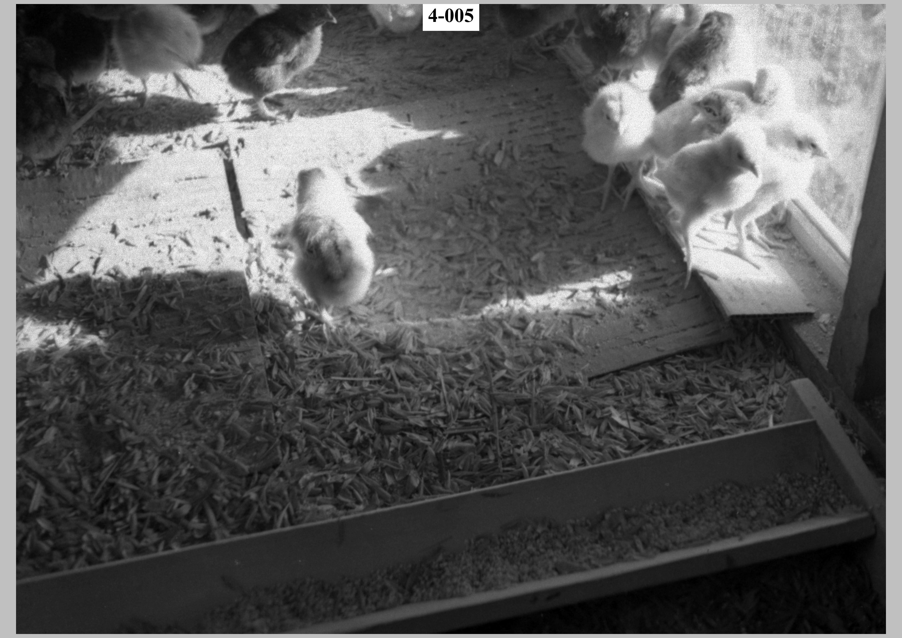 Chickens.jpg
