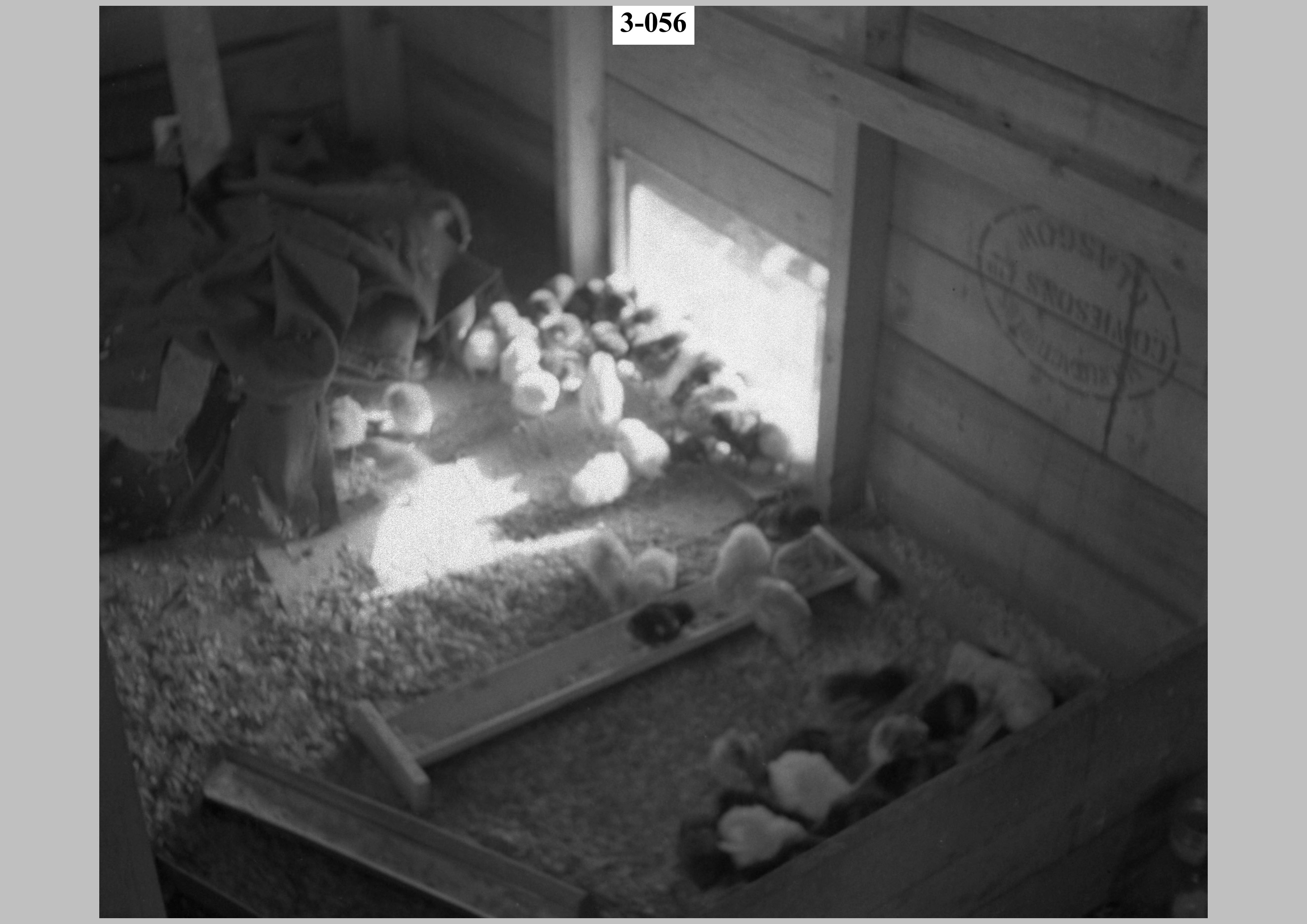 Chickens2.jpg