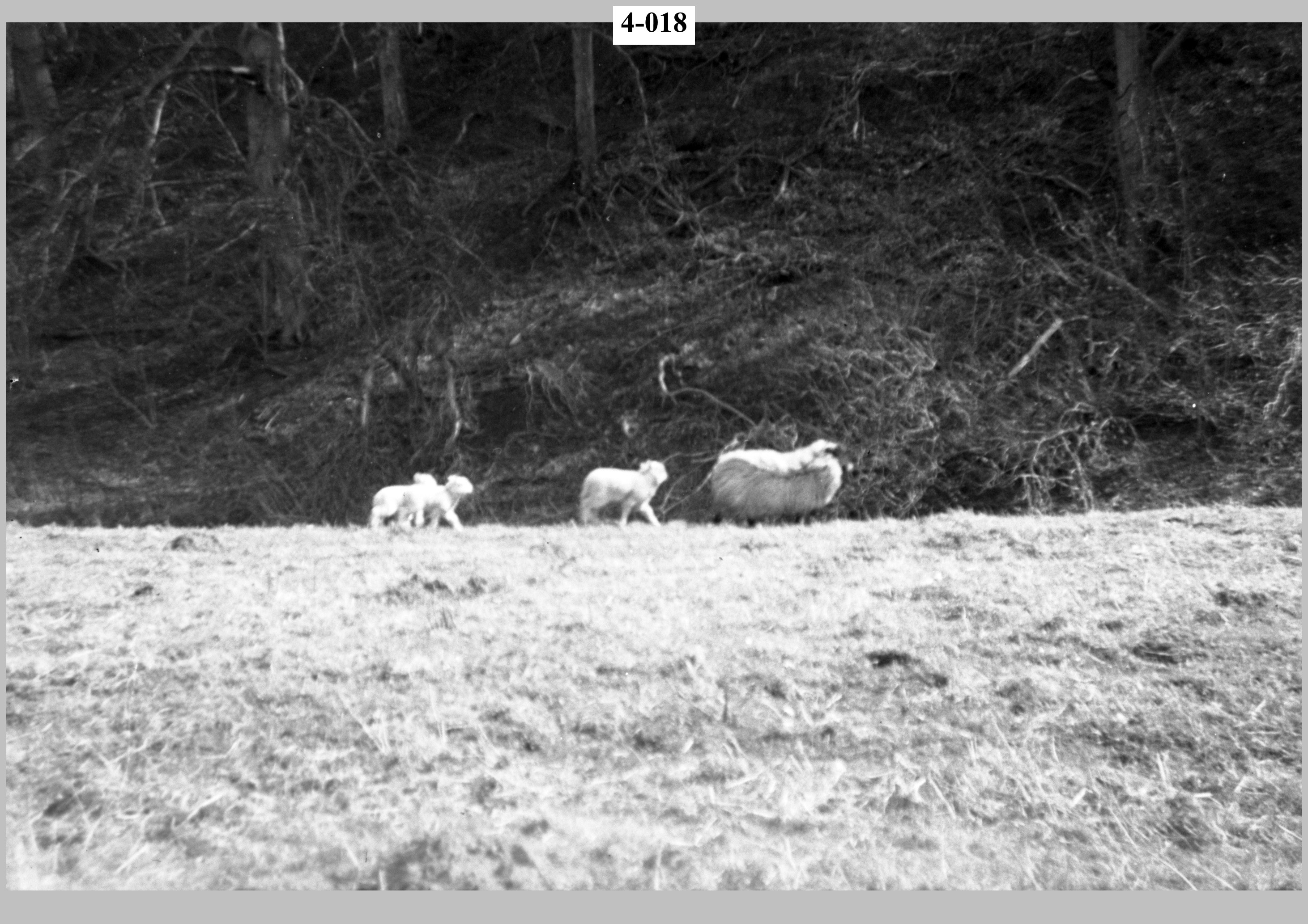 Ewe & two lambs.jpg