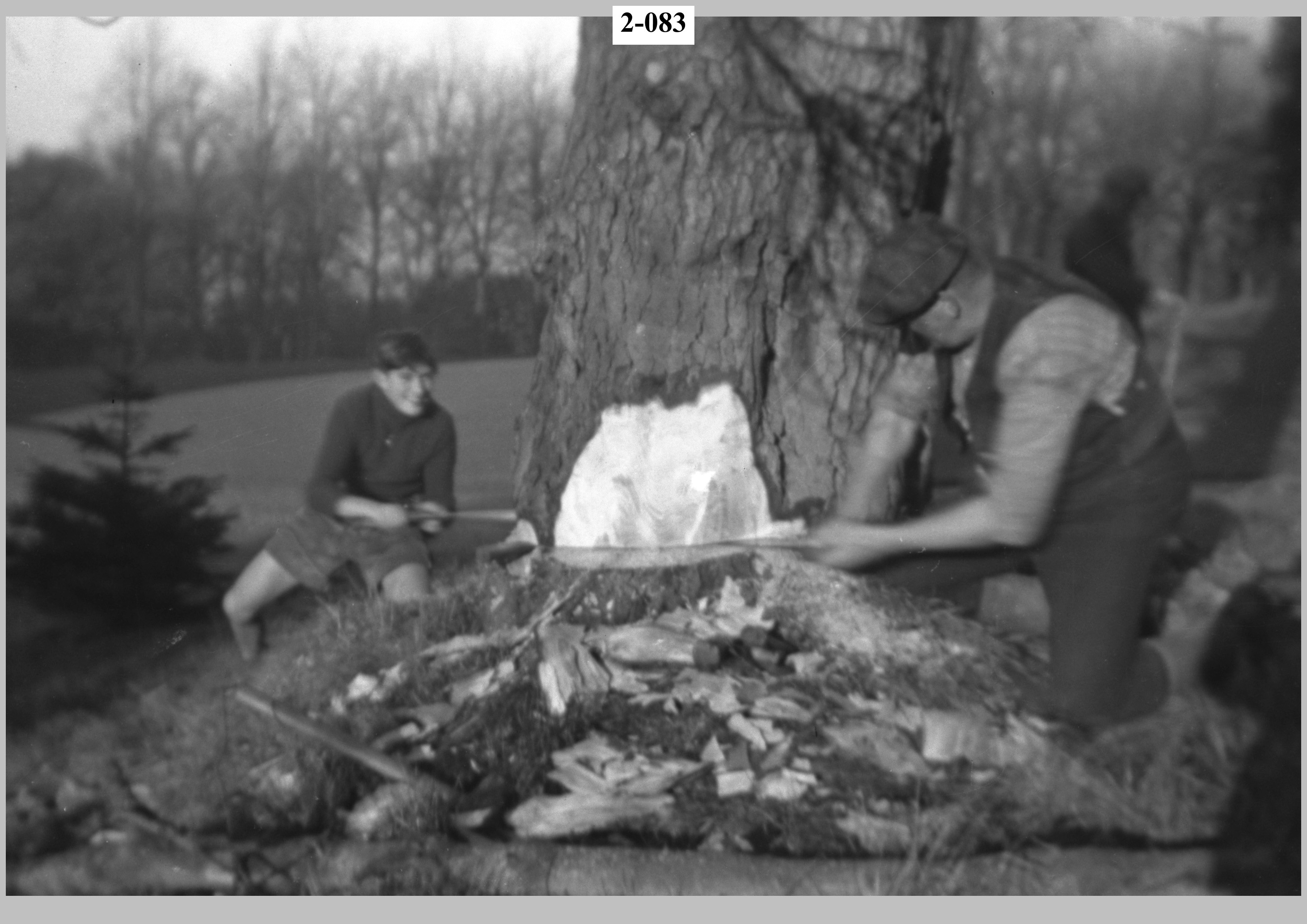 Felling a tree, boy & worker sawing2.jpg