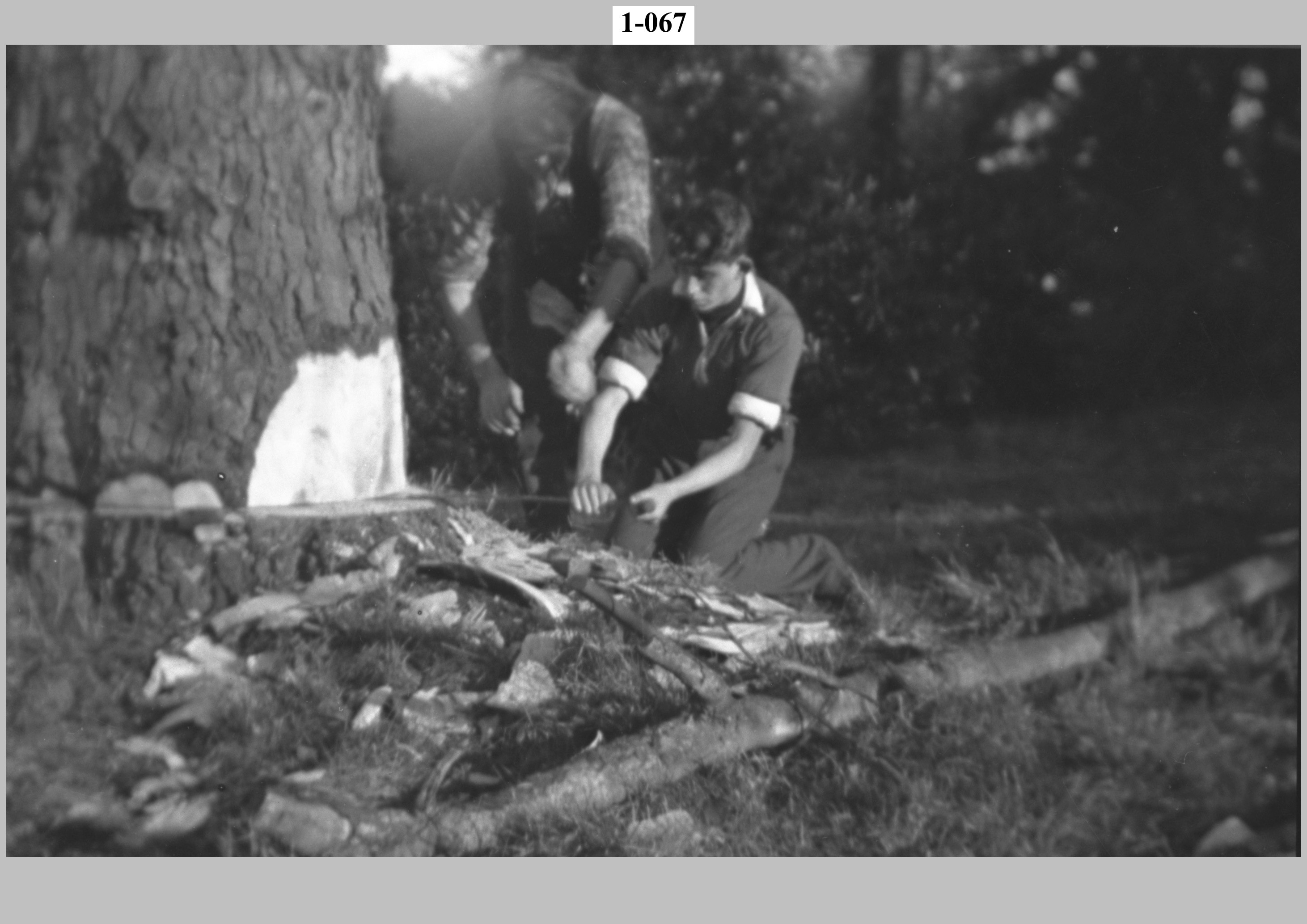 Felling a tree, boy sawing.jpg