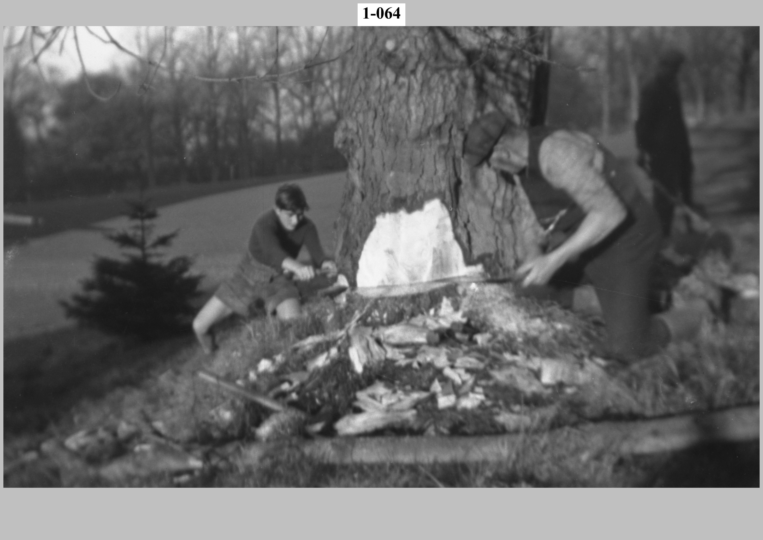 Felling a tree. Pupil & worker sawing down a tree.jpg
