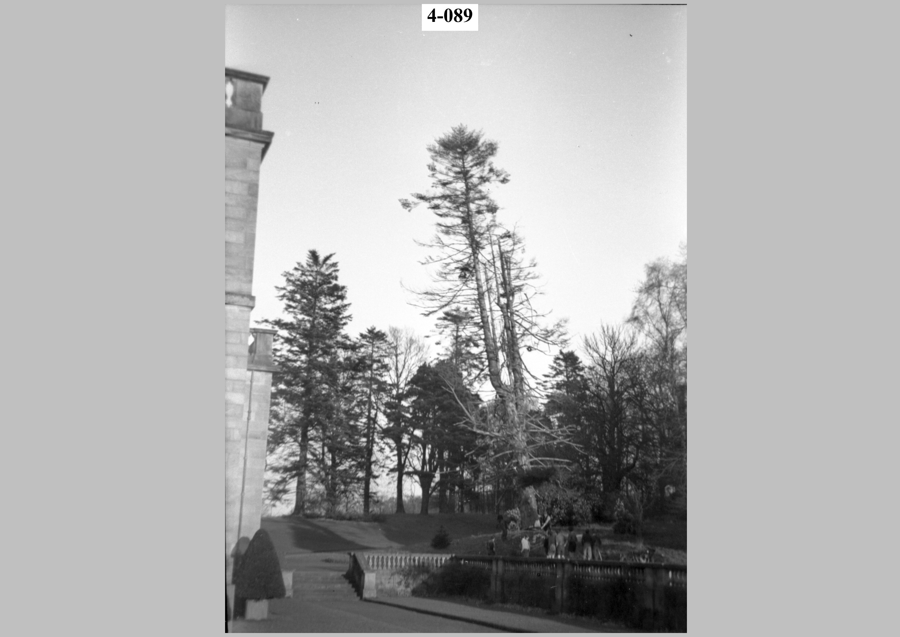 Felling a tree. The tree.jpg