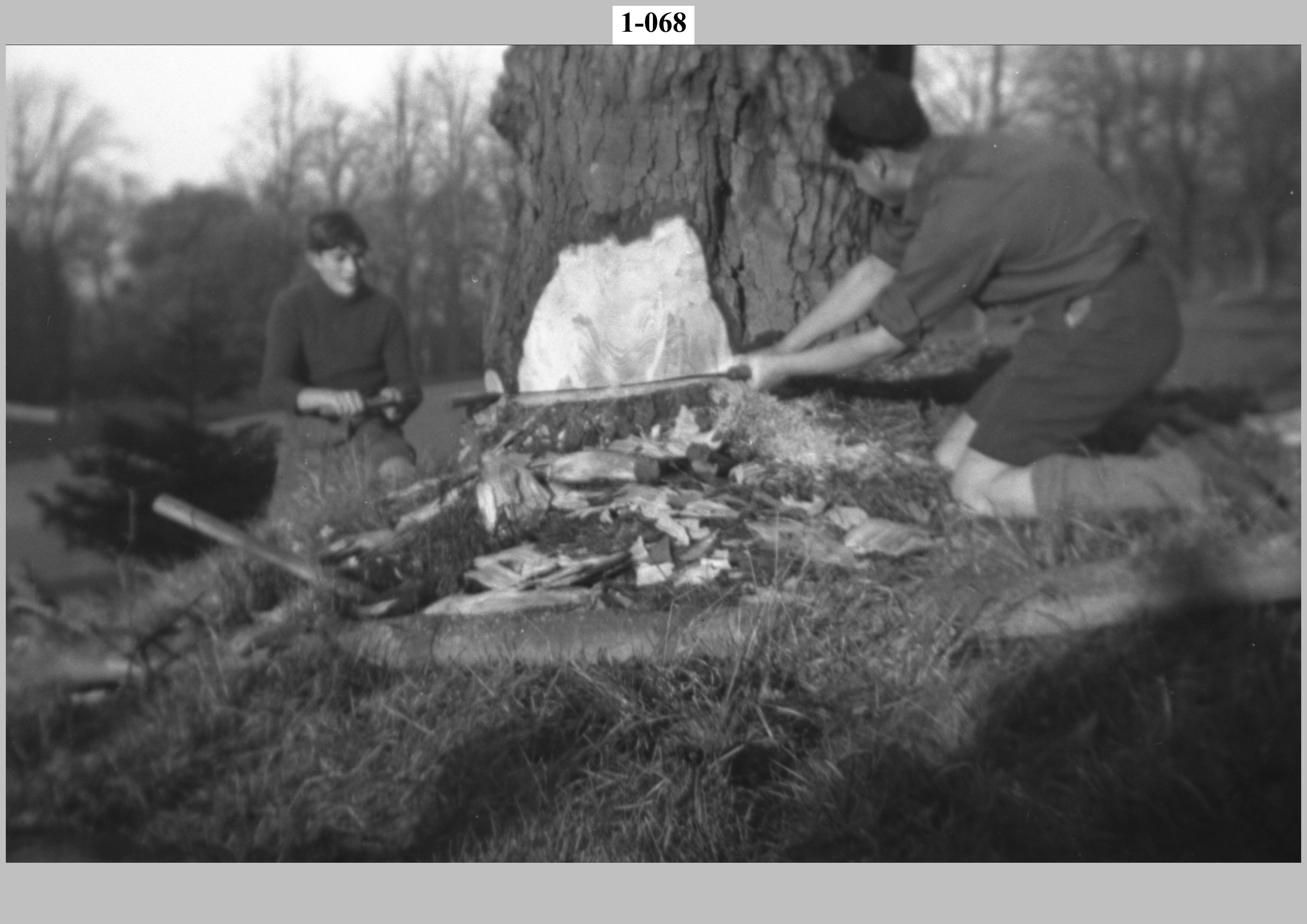 Felling a tree.jpg