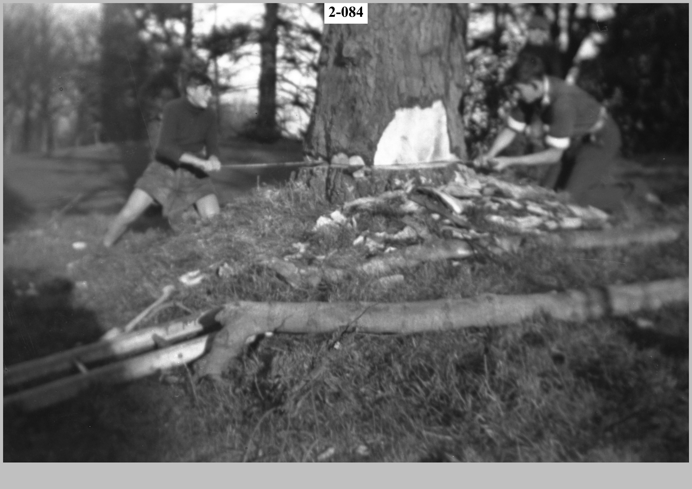 Felling a tree2.jpg