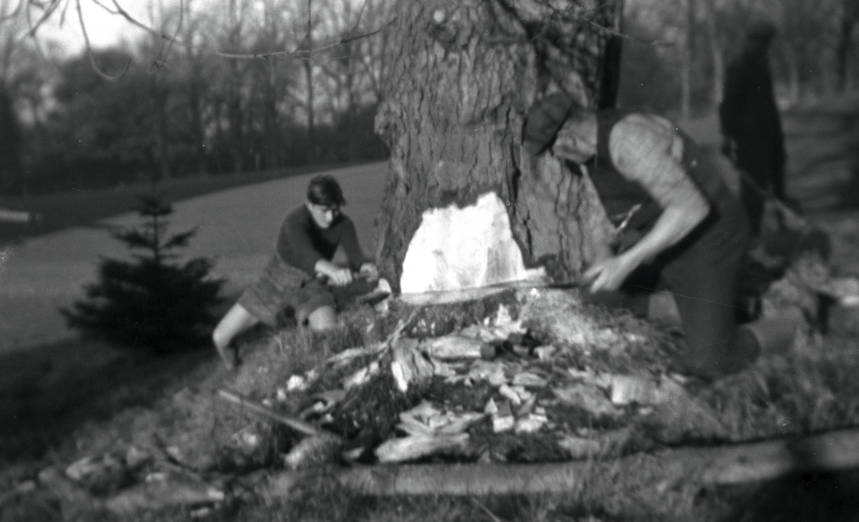 Felling a tree3.jpg