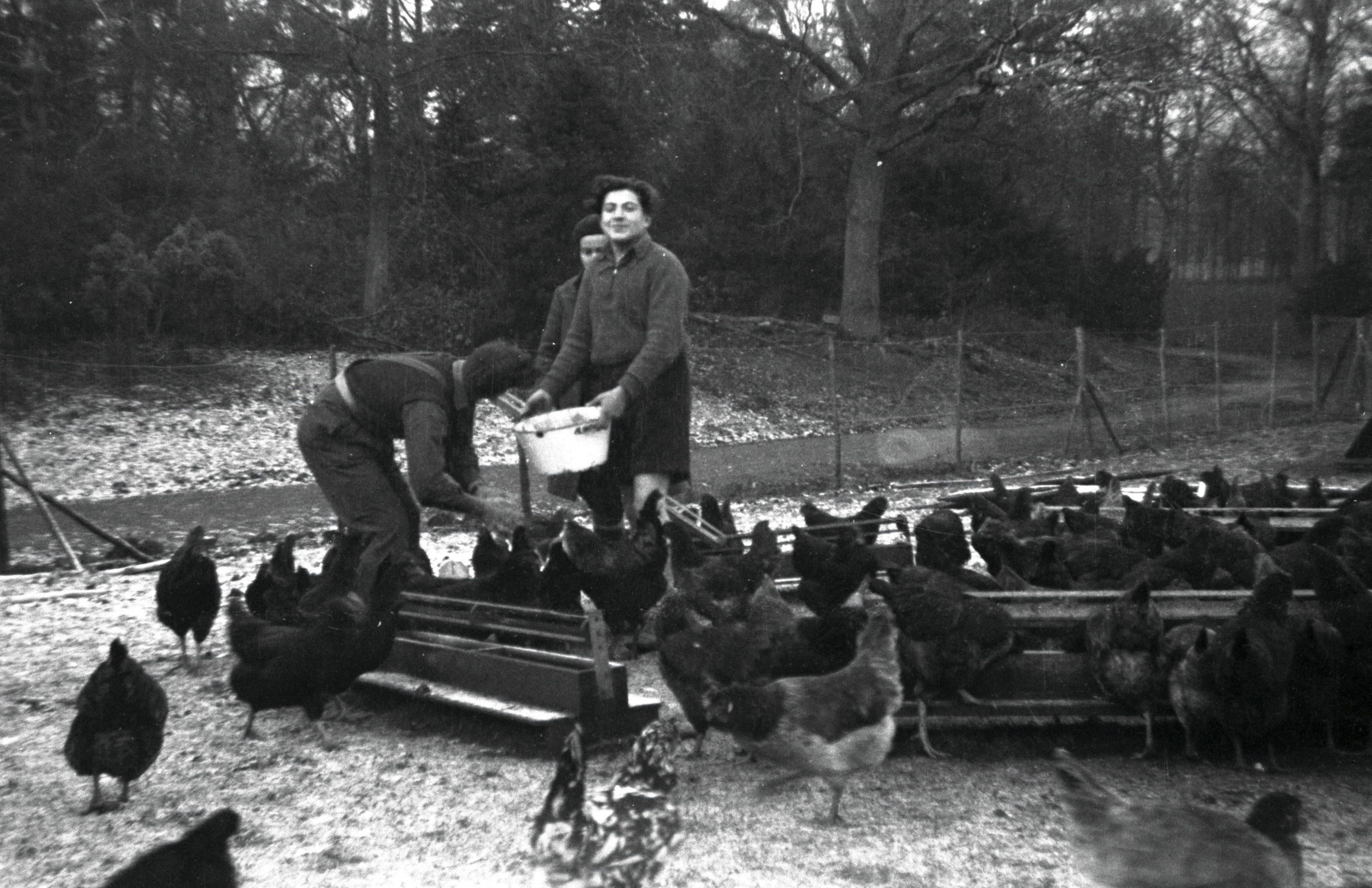 Looking after hens.jpg