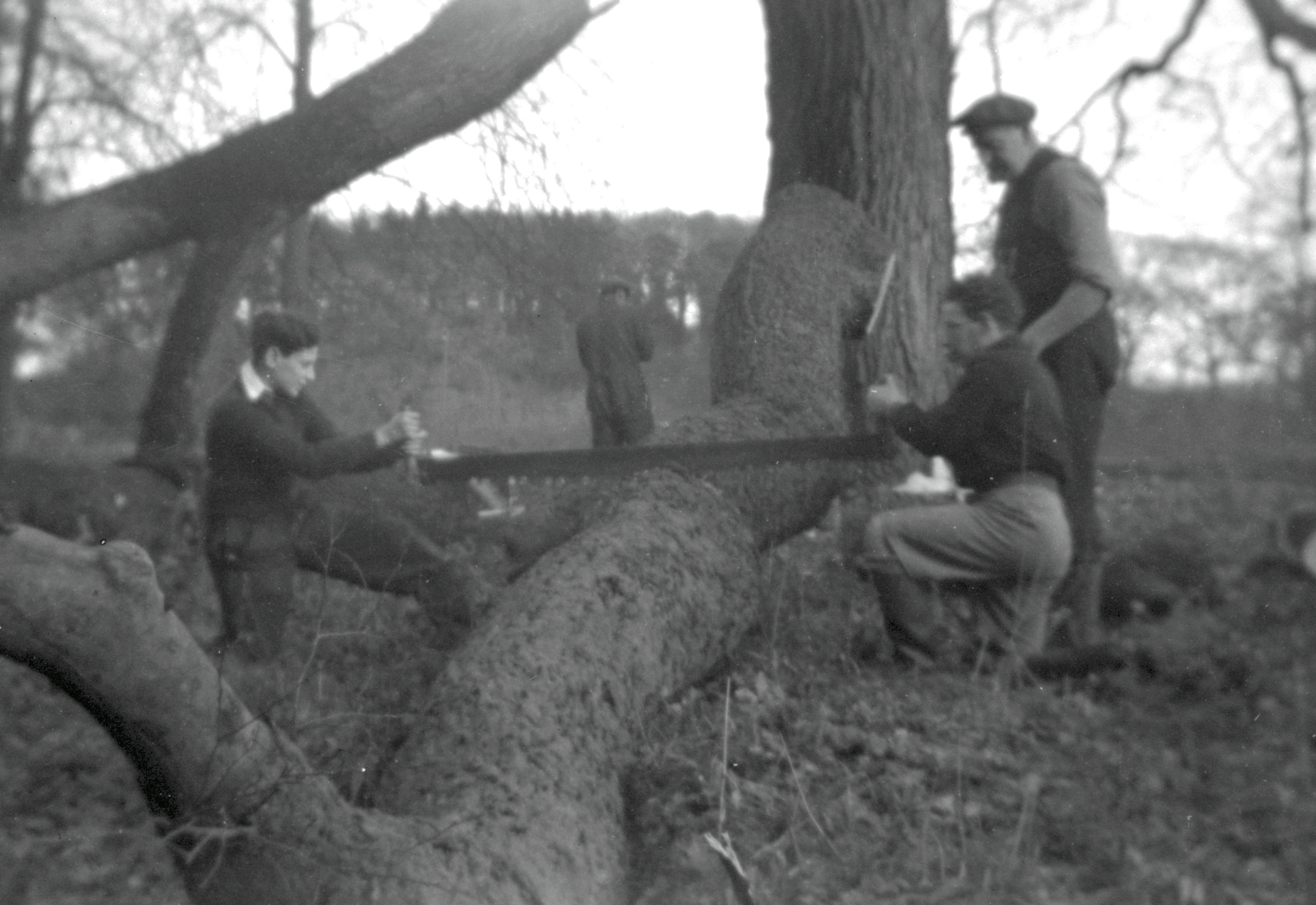 Sawing a log.jpg