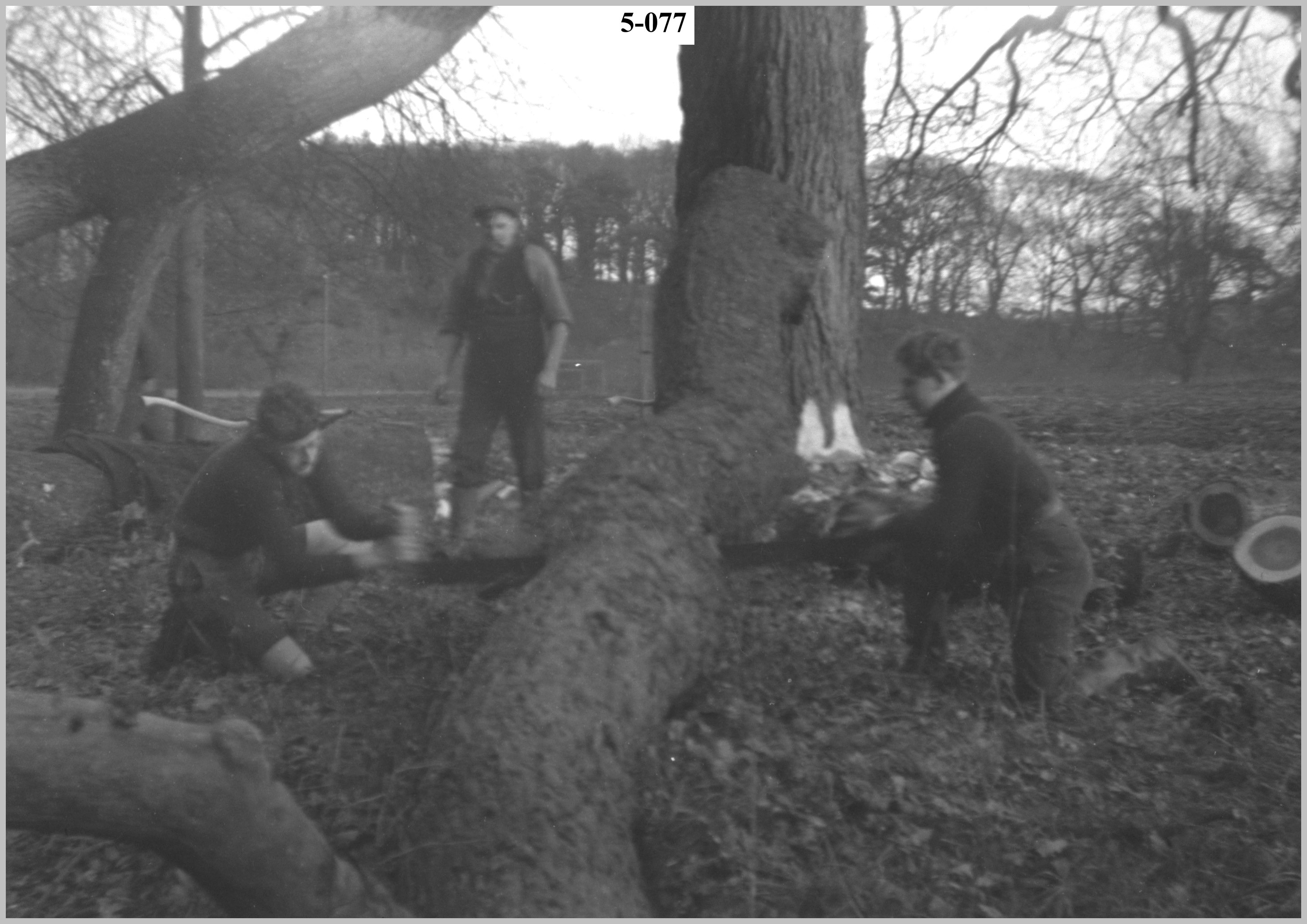 Sawing a log2.jpg