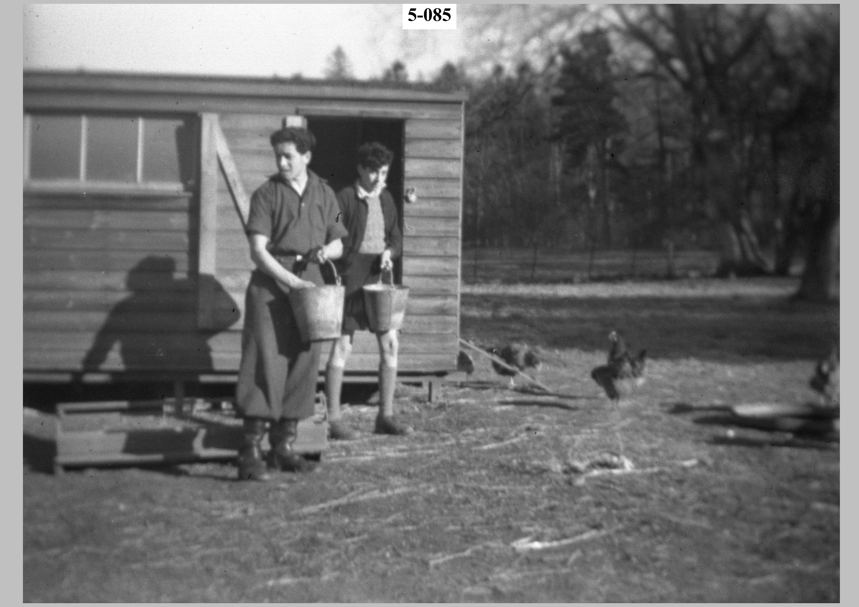 Two boys feeding hens.jpg