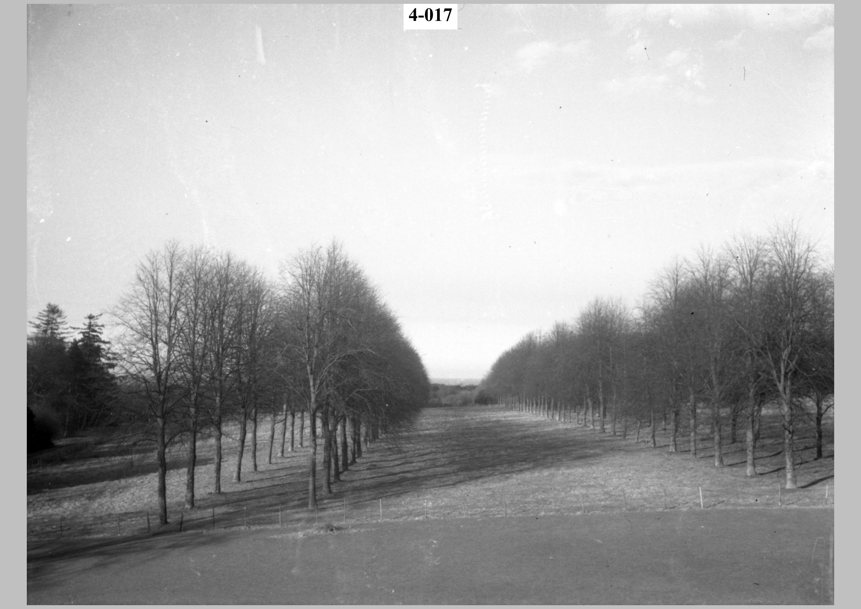 View between lines of trees2.jpg