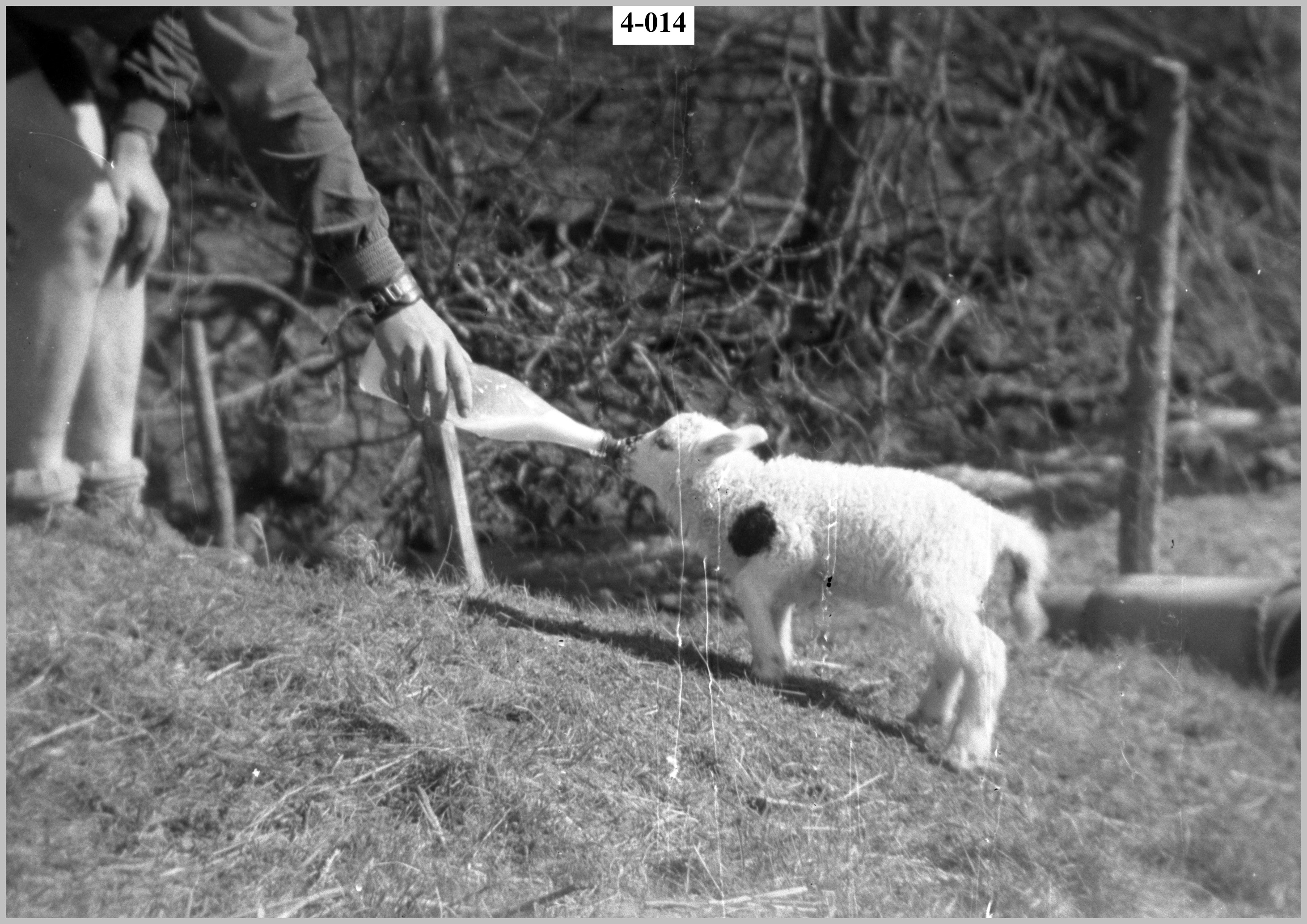 Boy feeding a lamb4.jpg