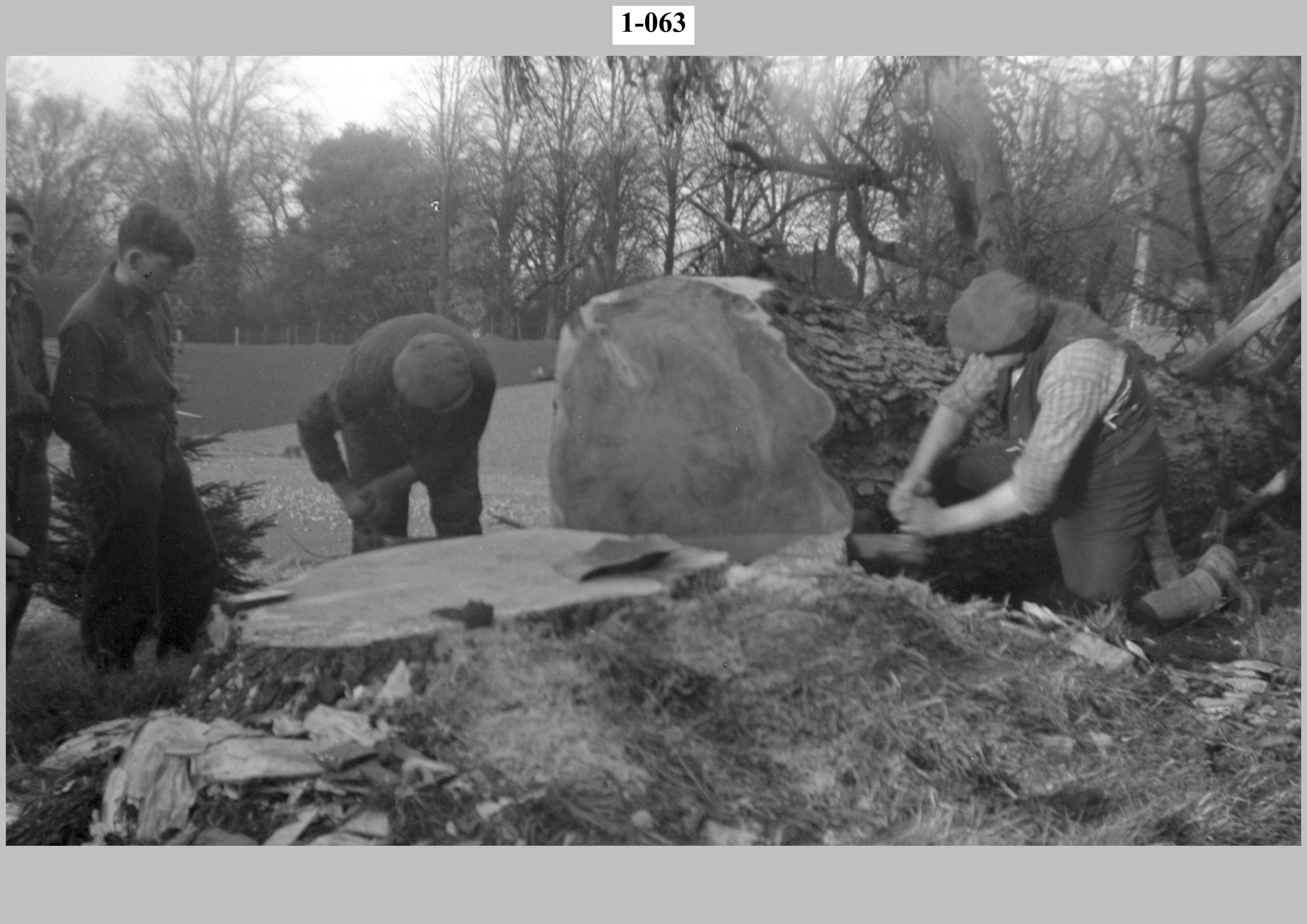 Felling a tree. Two boys watch two workers sawing the last of the tree.jpg
