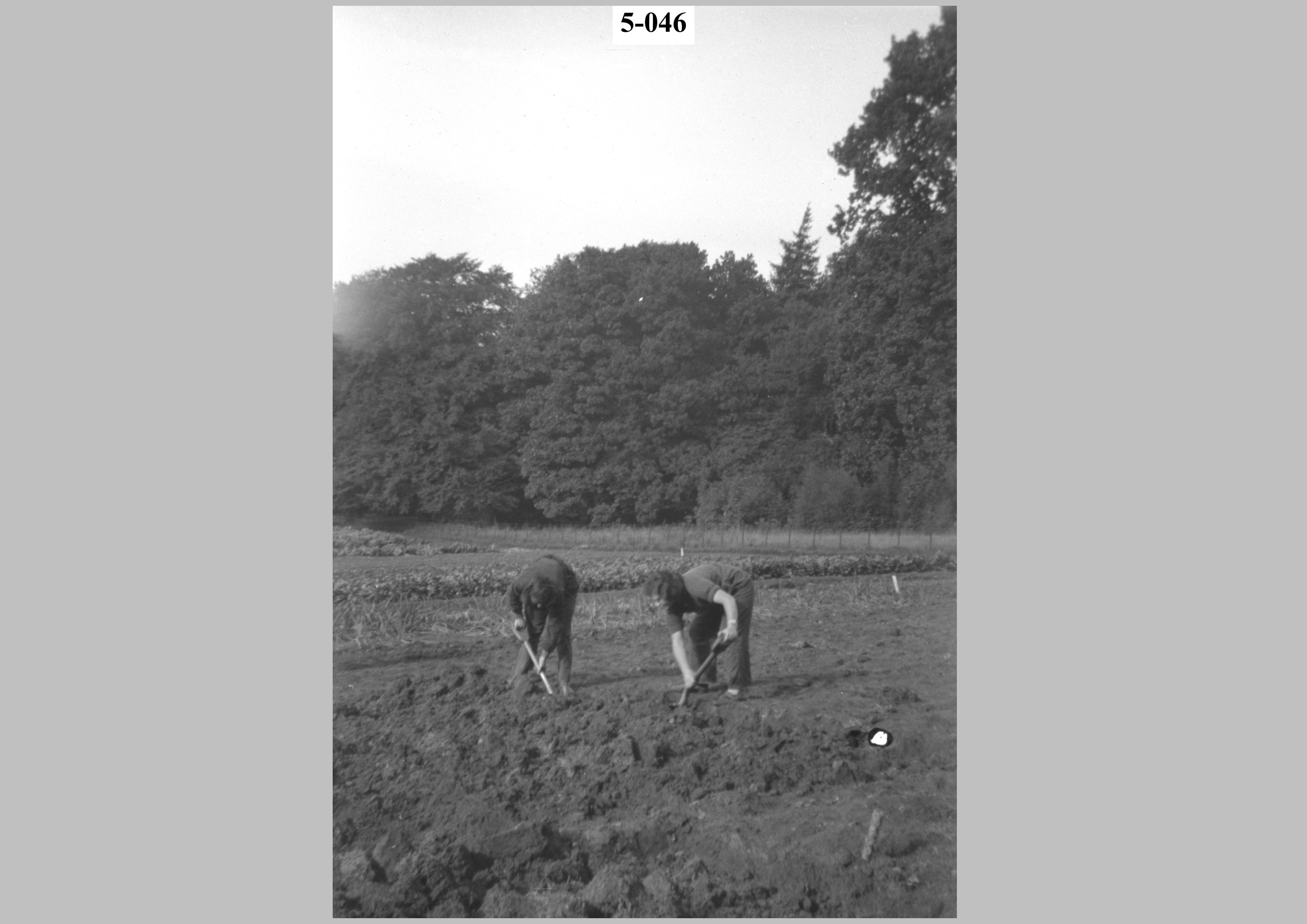 Two boys working in a field.jpg